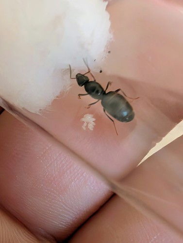 Queen ant with - queen,