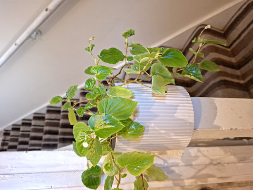 Trailing begonia indoor - begonia,