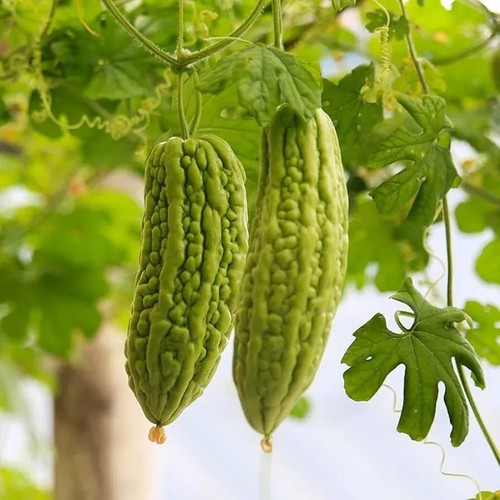 Momordica charantia green - momordica,