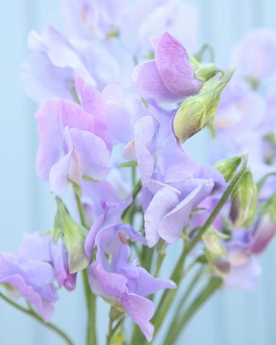 Sweet pea winter sunshine - pea,