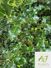 3x Ilex aquifolium - Common