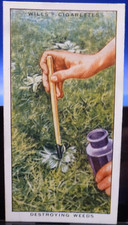 1938 W.D. & H.O. Wills Garden