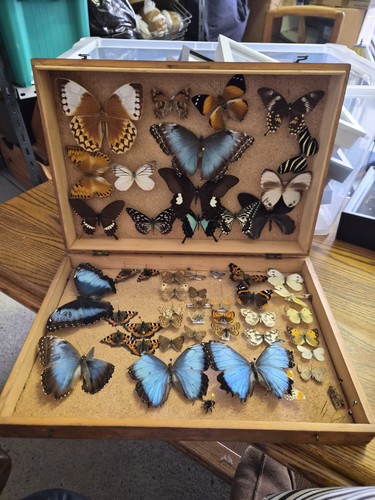 Vintage wooden entomology - vintage,