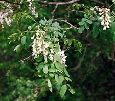Robinia pseudoacacia (Black Locust) - 30 seeds