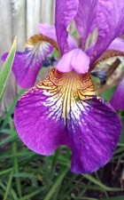 Purple Iris w/Orange Black & White Tiger Throat From Chelsea Gold Medal Garden  