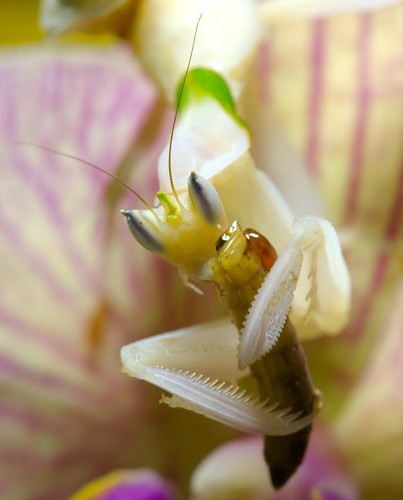 Orchid mantis glossy poster - orchid,