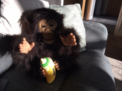 Fur real friends cuddle chimp - cuddle,
