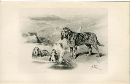 Otterhound rare 1897 antique - otterhound,