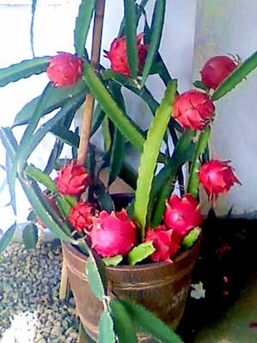 Cuttings well rooted 3 - cuttings,,