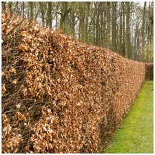 Green beech hedging 2ft - 40,