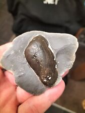 PLEUROMYA SP BIVALVE AMMONITE WHITBY YORKSHIRE UK DINOSAUR FOSSIL