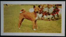 BASENJI   Vintage 1960's Photo Card   EE05M