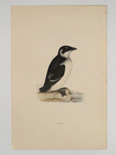 Rotche british bird - british, o