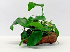 Lava Rock With Live Anubias Nana and Java Moss Pond Aquarium Plant Aquascape