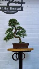 Bonsai Work Table (made to order) 