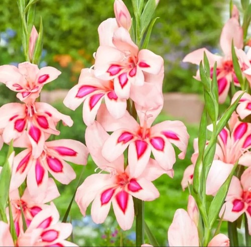 Pick mix dwarf nanus - pick,