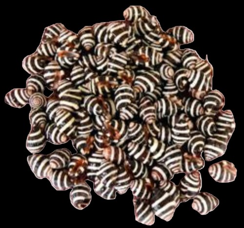 Bee hive snail shells 2 - hive,