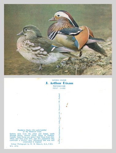 Vintage postcard mandarin - vintage,