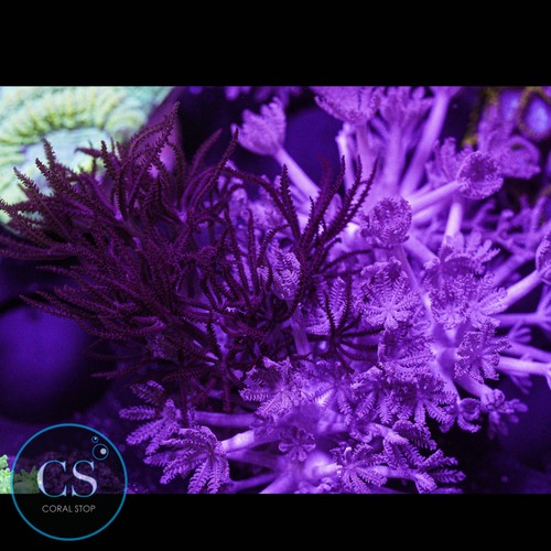 Combo red and purple - cs,