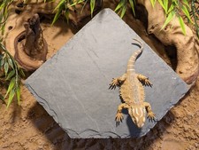 XL Large Personalised Laser