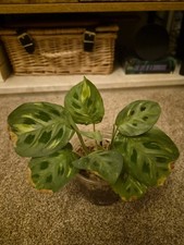 MARANTA LEUCONEURA VAR