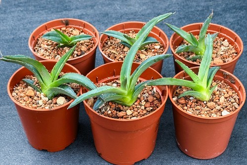 Agave nickelsiae choice - agave, nickelsiae,