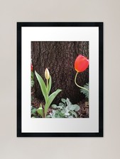 Poppy Red Framed Art Print