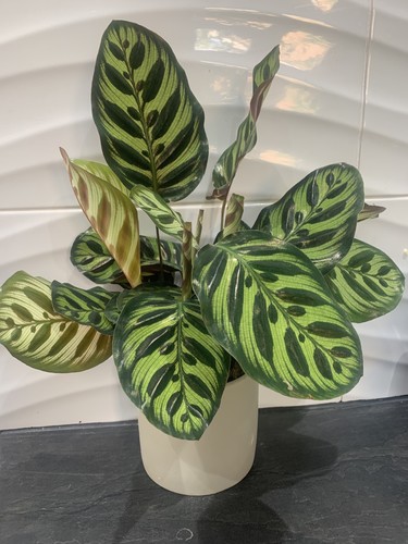 Goeppertia makoyana calathea - , /