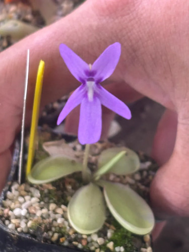 Pinguicula pachua - pinguicula,