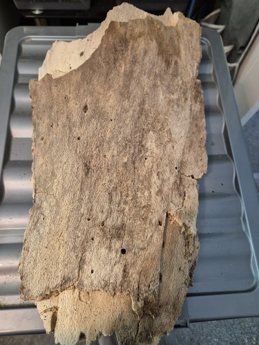 Natural bark hide isopod - xl,
