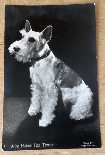 Vintage dog postcard wire - vintage,