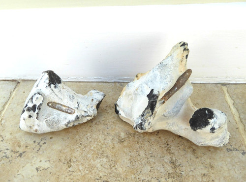 Belemnites rock fossil - in,