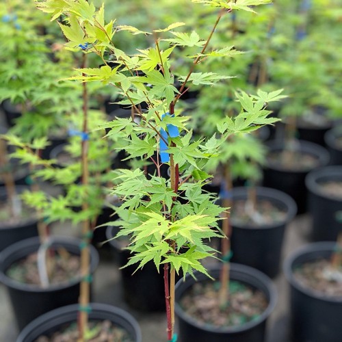 Japanese maple trees - 5,