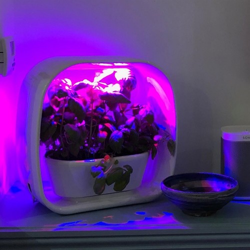 Herb garden plant - -, plant!t