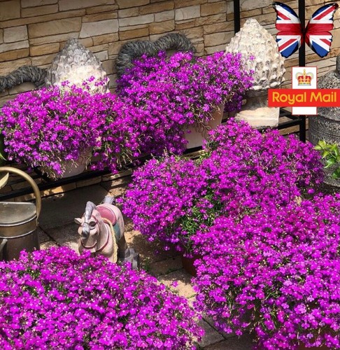 Lobelia 300 seeds pink rose - seeds,