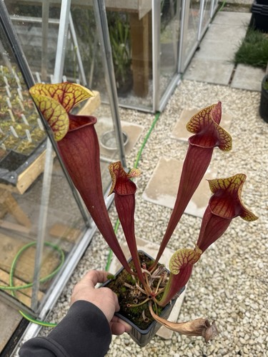 Sarracenia seed grown hybrid - seed,