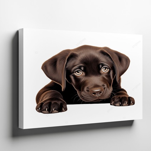 Chocolate labrador puppy - chocolate,