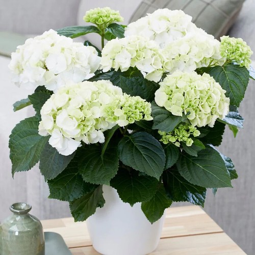 Hydrangea snowball white - hydrangea, white'