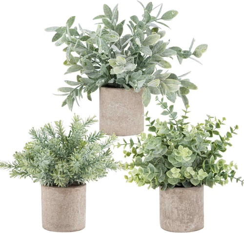 Der rose pack mini potted - rose,