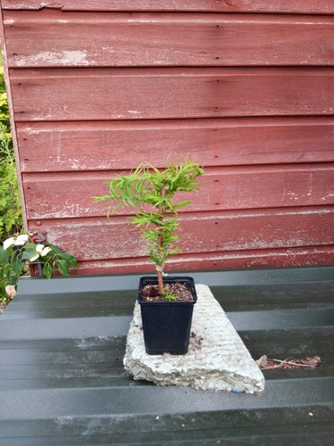 Metasequoia glyptostroboides