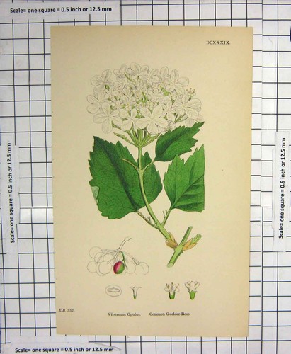 Original old antique print - original,
