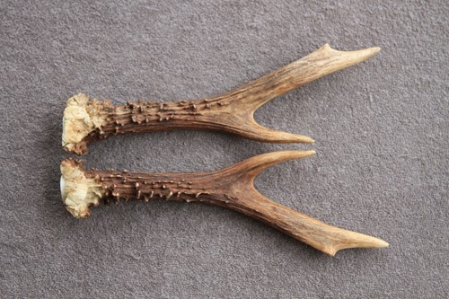 Pair roe deer antlers set - roe,