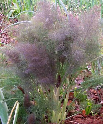 Bronze fennel 200 - -,