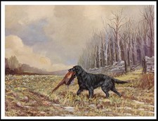 FLAT COATED RETRIEVER DOG AT