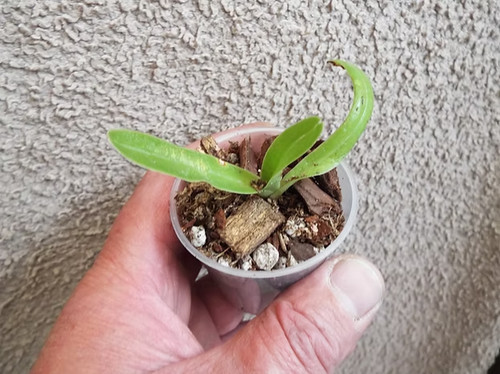 Rare paphiopedilum - rare,