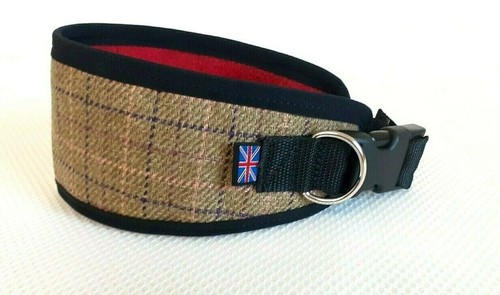 Greyhound lurcher dog - greyhound, collar