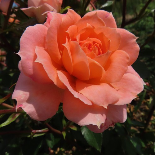 Flower power 5lt potted - power,
