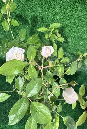 Rose iceberg - rose, ‘iceberg’