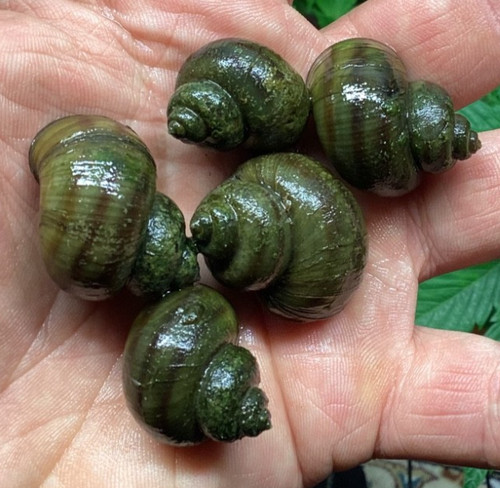 Mystery snails asian ringed - 12,
