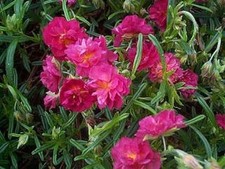 Helianthemum Cerise Queen (Rock Rose) Perennial Garden Plug Plants Pack x6